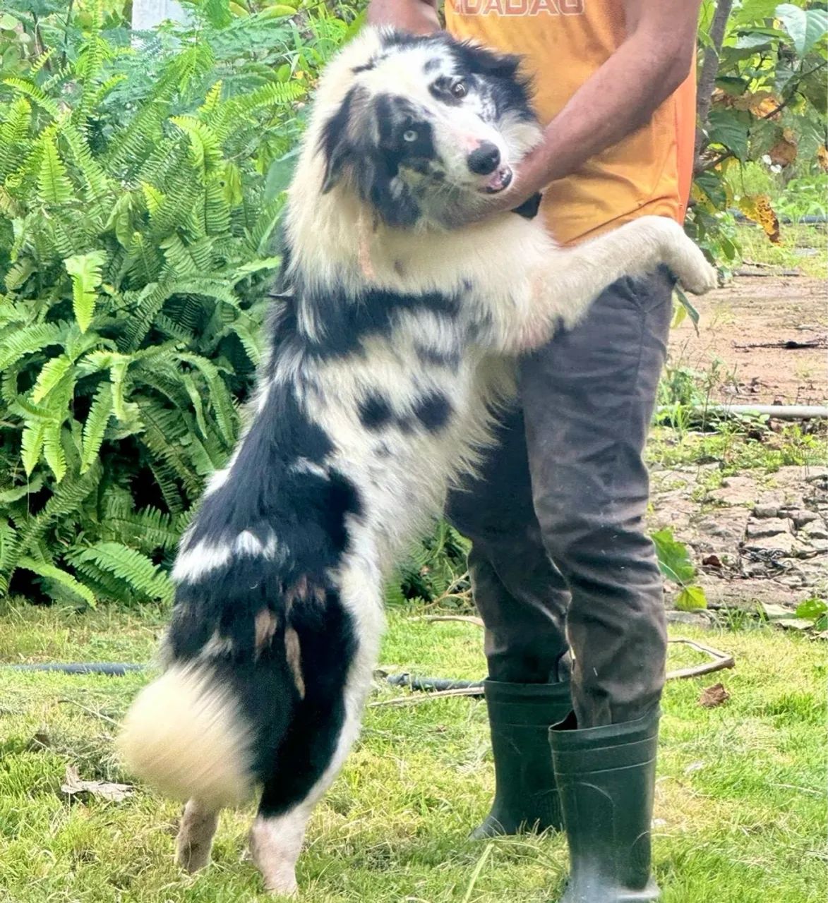 Lindas Filhotes de Border Collie  