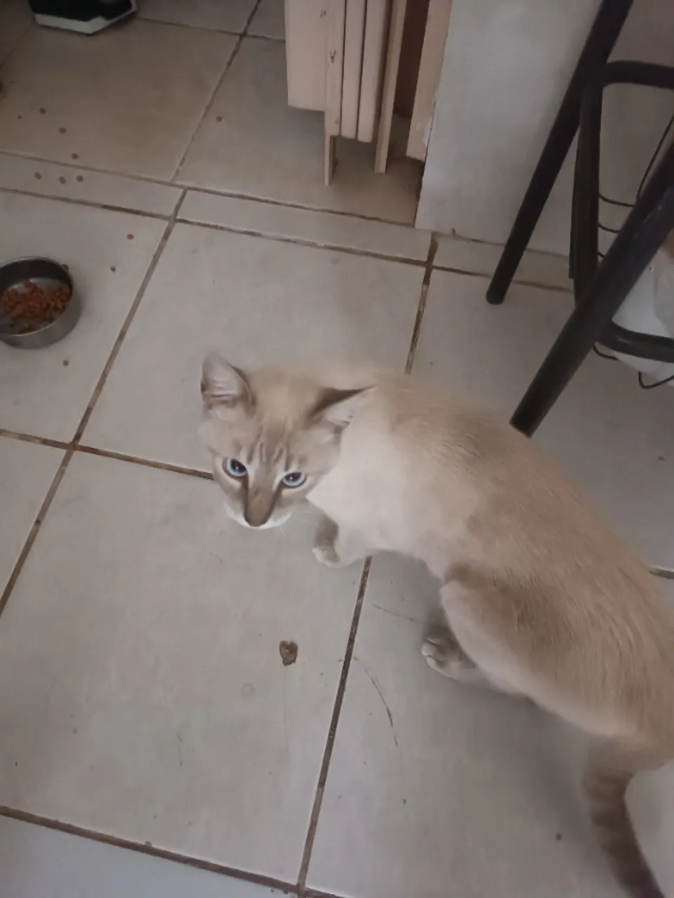 Gato siamês