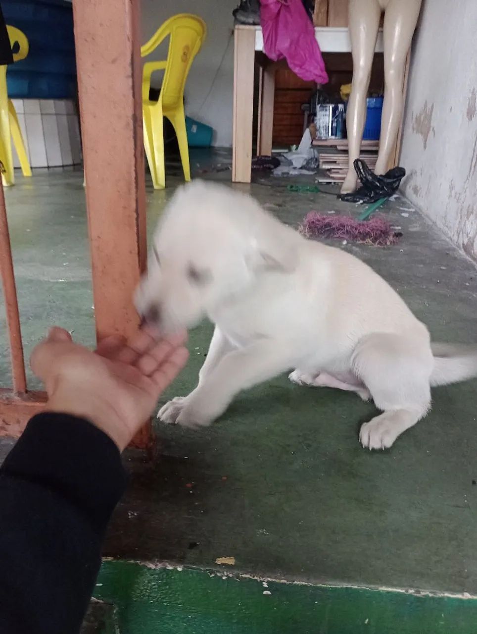 Filhote de cachorro branco - Foto 3