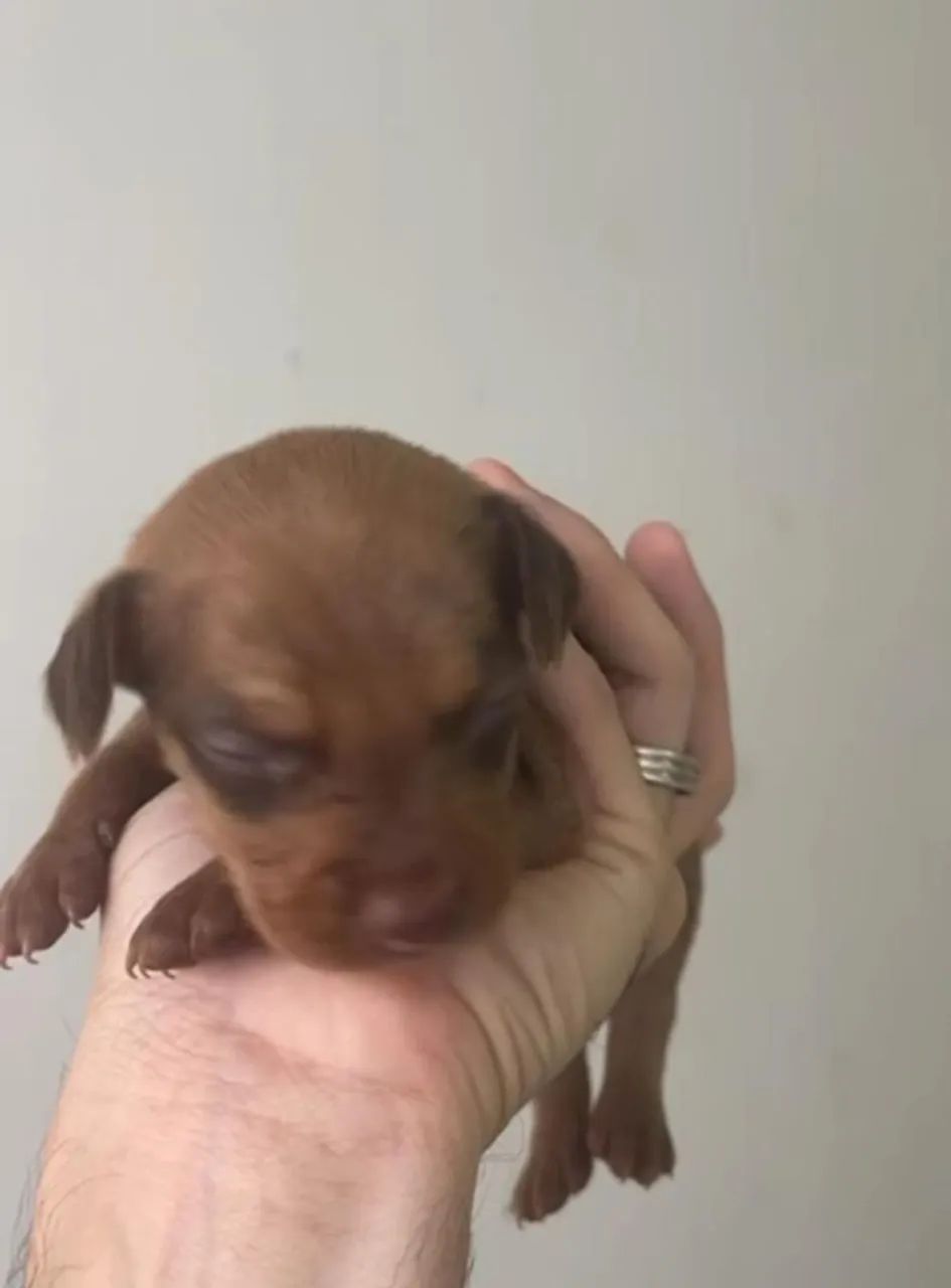 Pinscher Macho - Foto 2