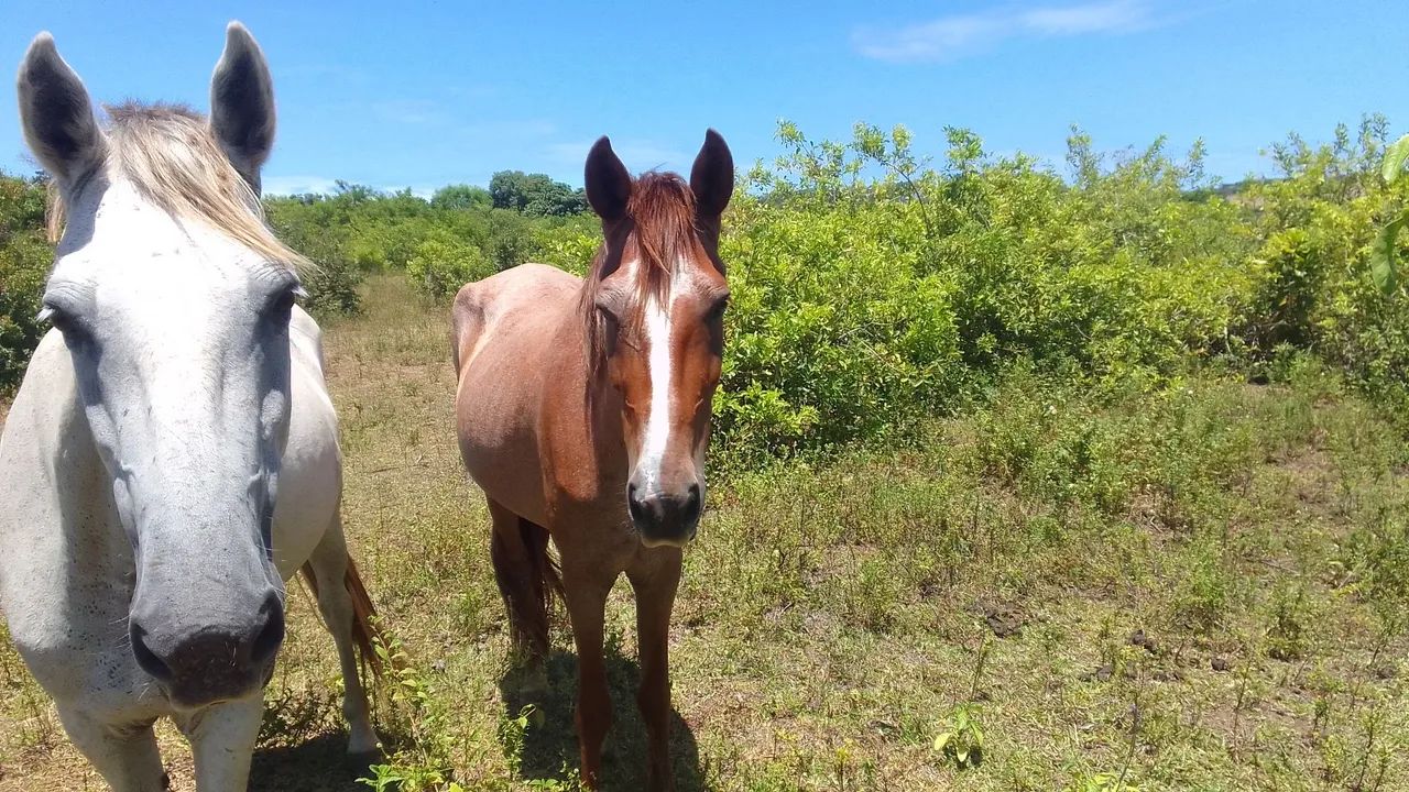 Égua andadeira  - Foto 2