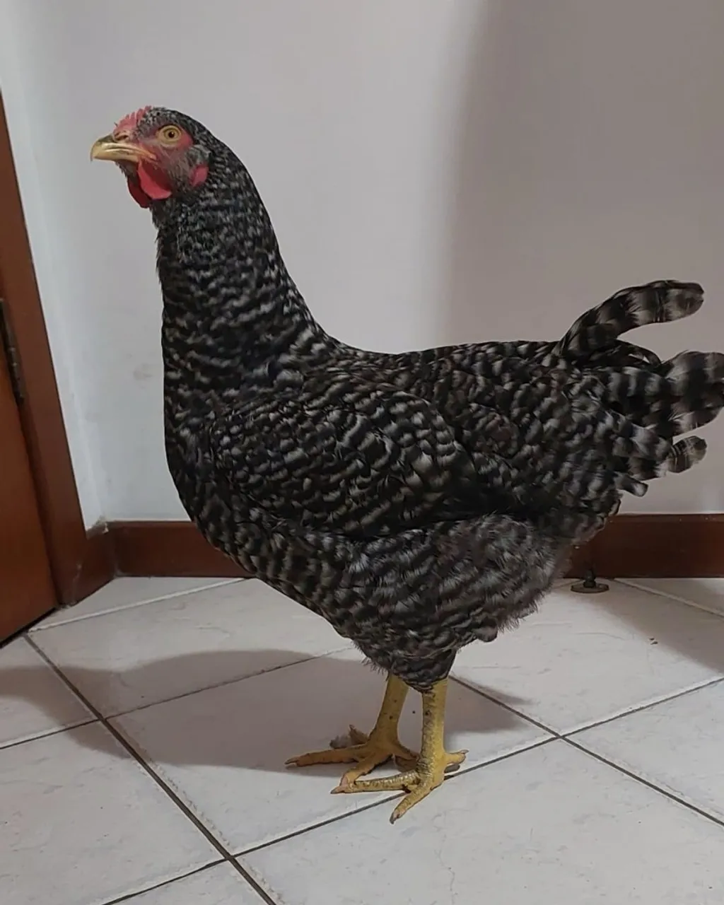 Galo lindo