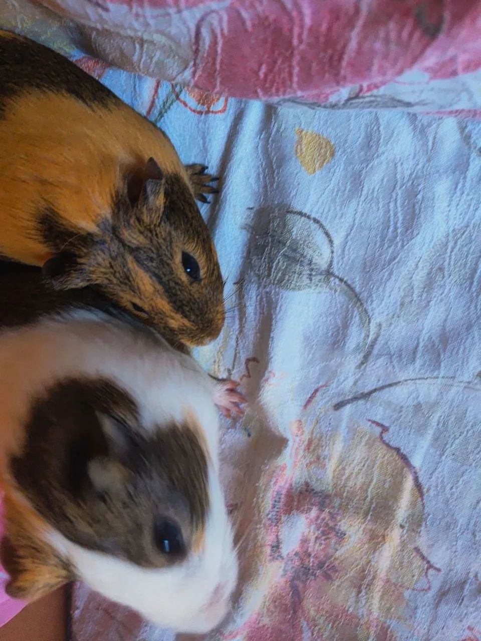 Dois porquinhos da índia machos fofinhos para adoção - Foto 4