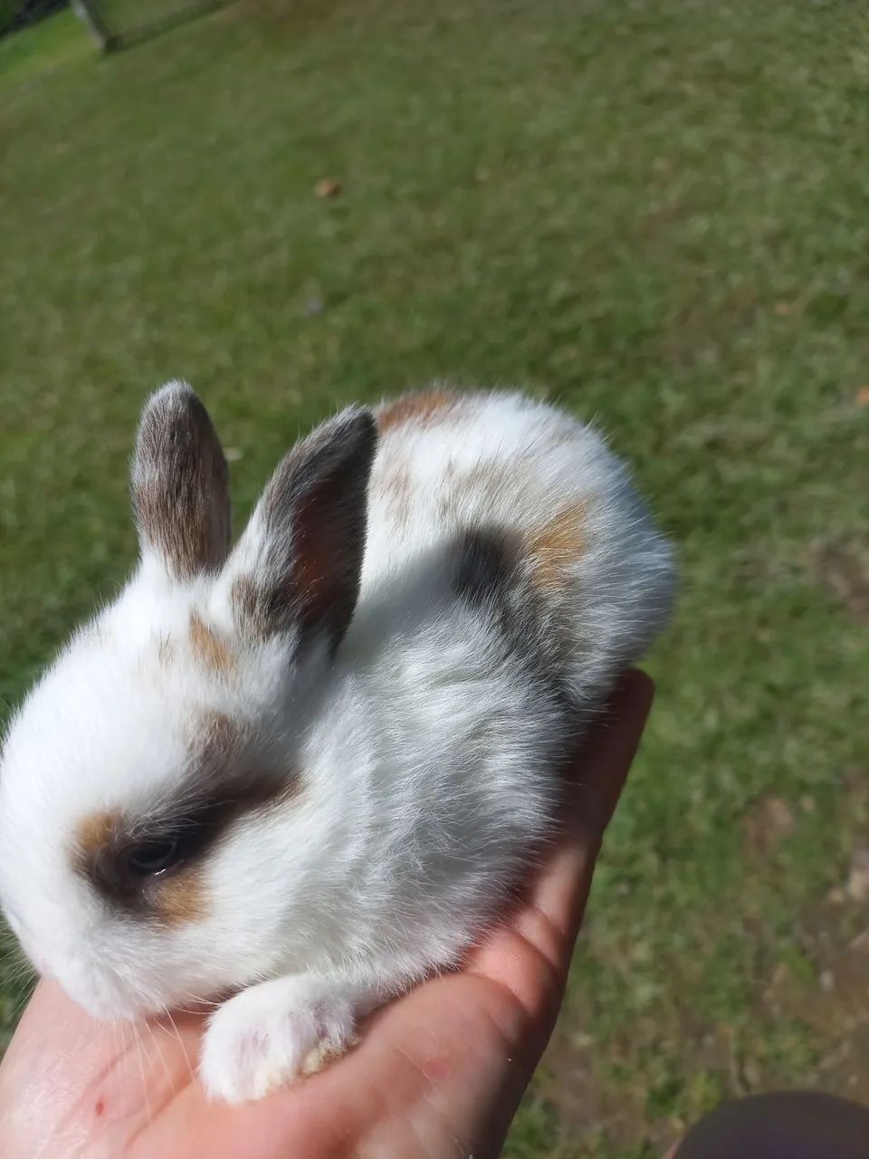 Filhotes de coelho - Foto 2