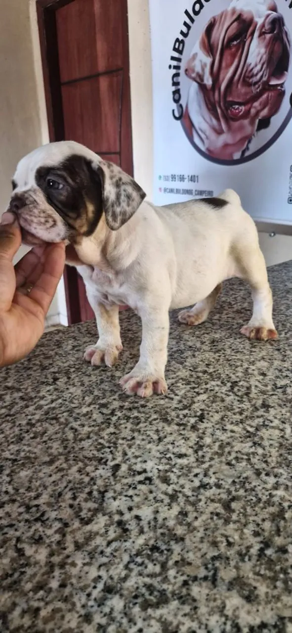 Filhote de buldogue campeiro