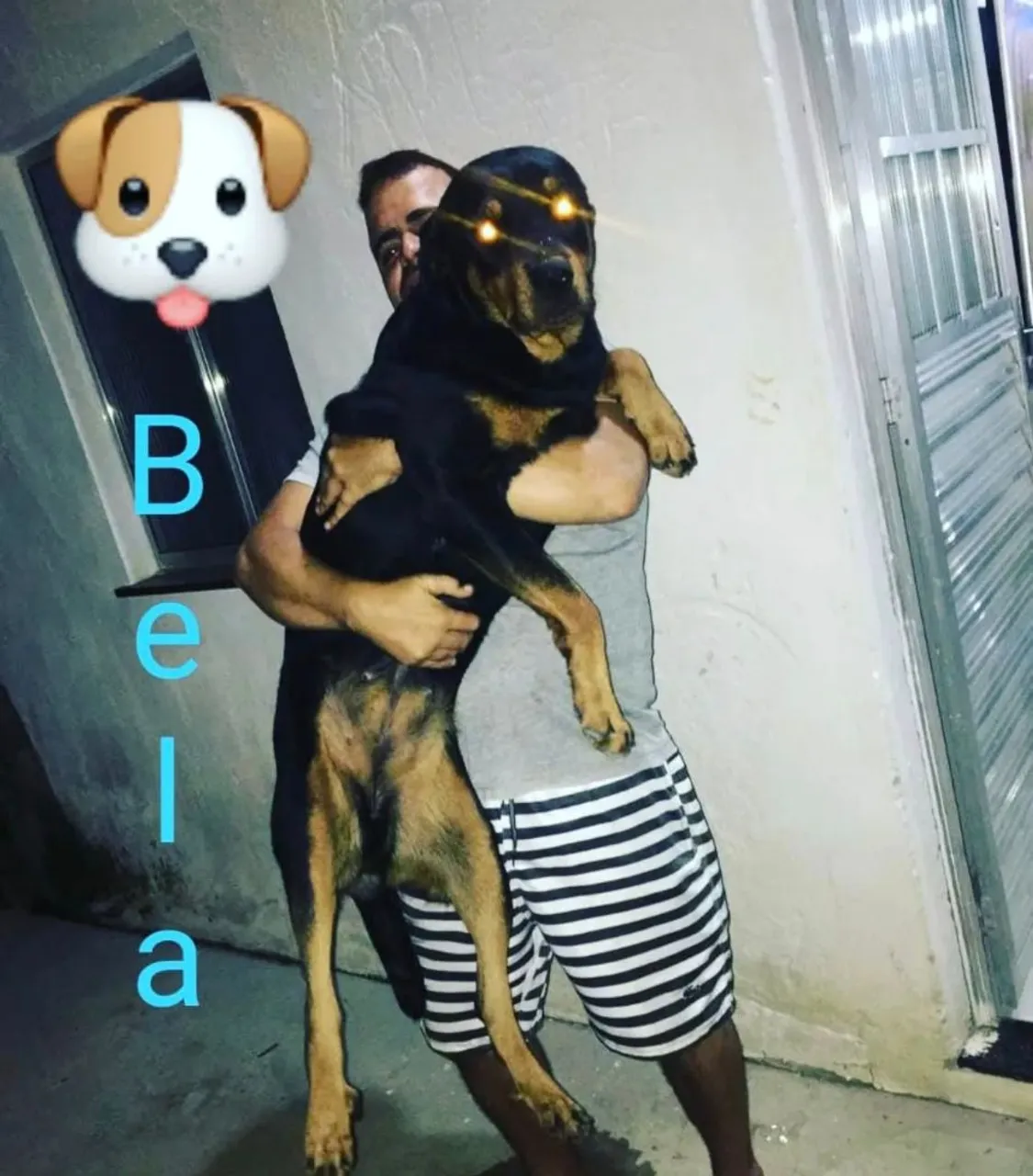 Rottweiler - Bela