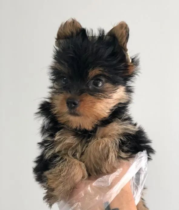 Yorkshire Terrier micros e padrão, com seguro pela porto seguro  - Foto 3
