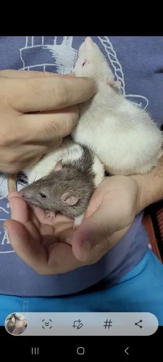 Venda de ratinhos. - Foto 2