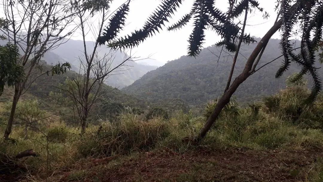 Área Comercial de 911 hectares com Pastagens e Eucaliptos em Centro, Passa Quatro, MG. - Foto 2