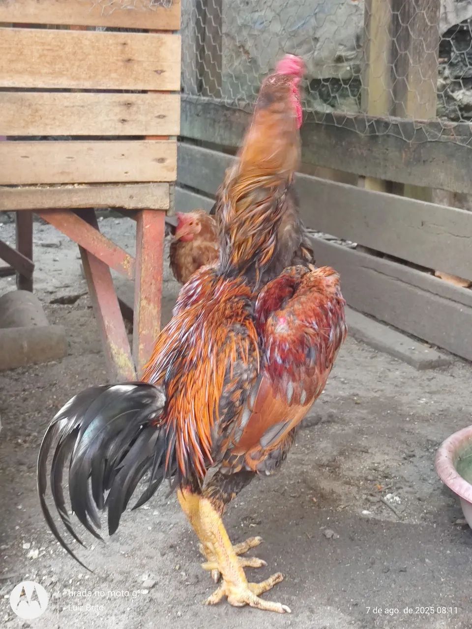 Galos e frangos raça  - Foto 2
