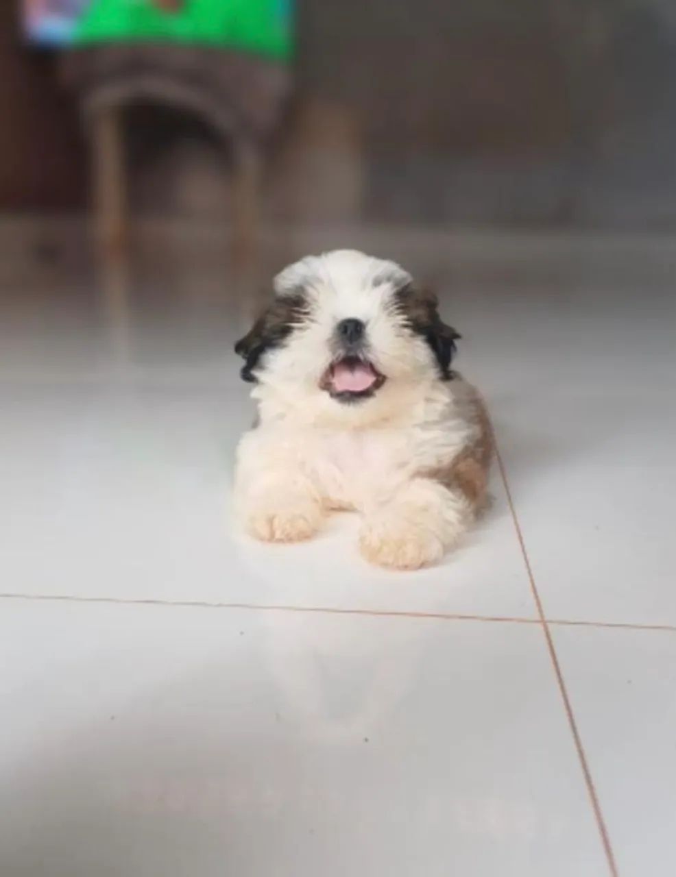 Filhote Shih Tzu - Lindíssimo!