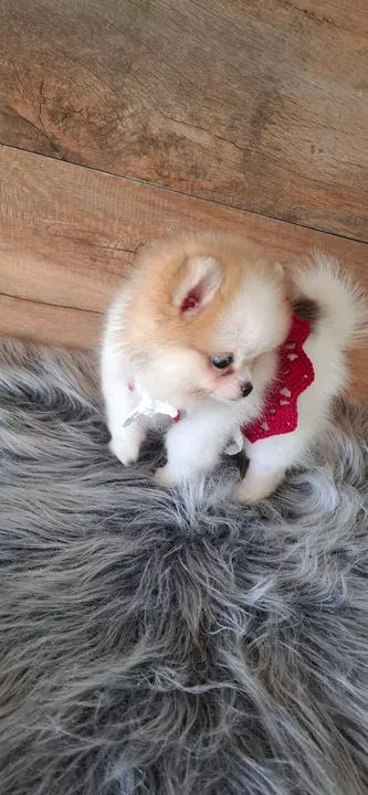 Fofa filhotinha de lulu da Pomerânea  mini - Foto 4