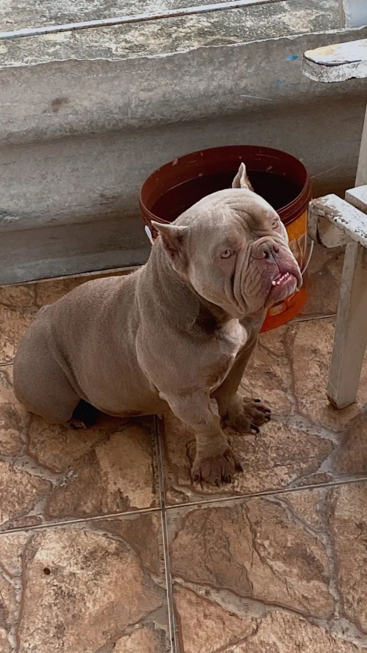 ExoticBully Fêmea64309621300098121
