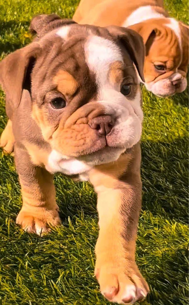 Filhote de Bulldog inglês! Garanta o seu  - Foto 4