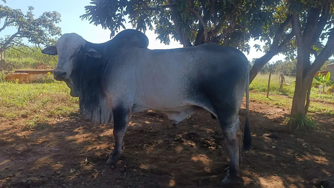 Touro Nelore com Registro