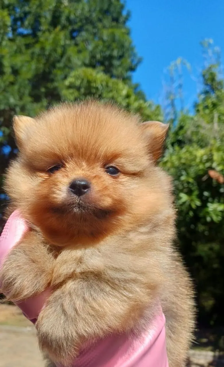 Filhote de Spitz Alemão - Uma fofura!