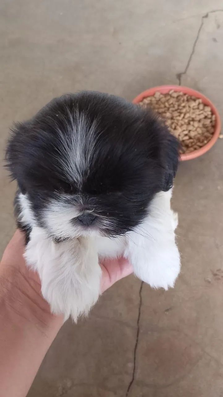 Filhote Shih Tzu puro 