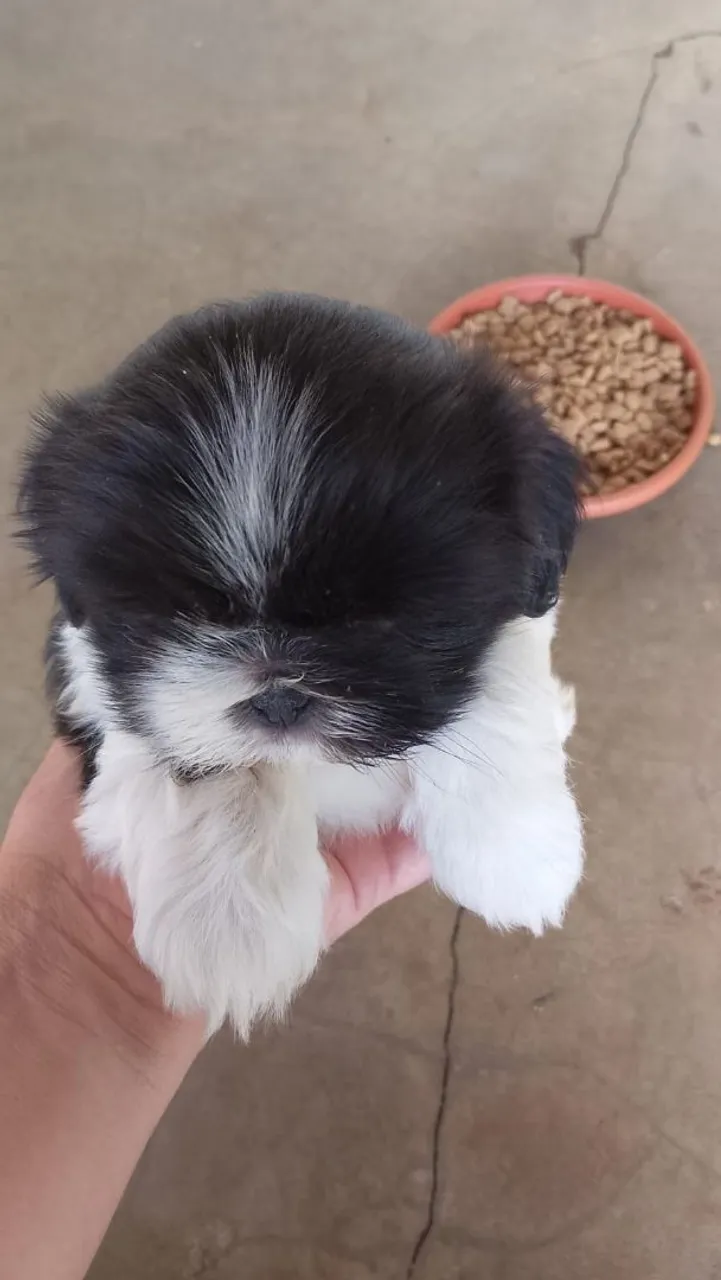 Filhote Shih Tzu puro