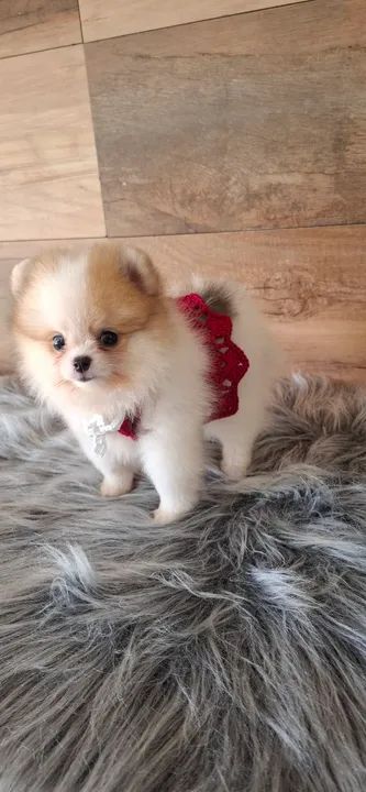 Fofa filhotinha de lulu da Pomerânea  mini - Foto 5