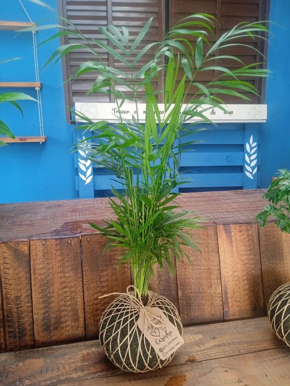 Planta Palmeira Areca em Kokedama - Foto 4