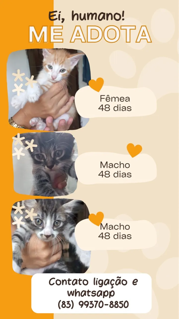 Gatos para adoção