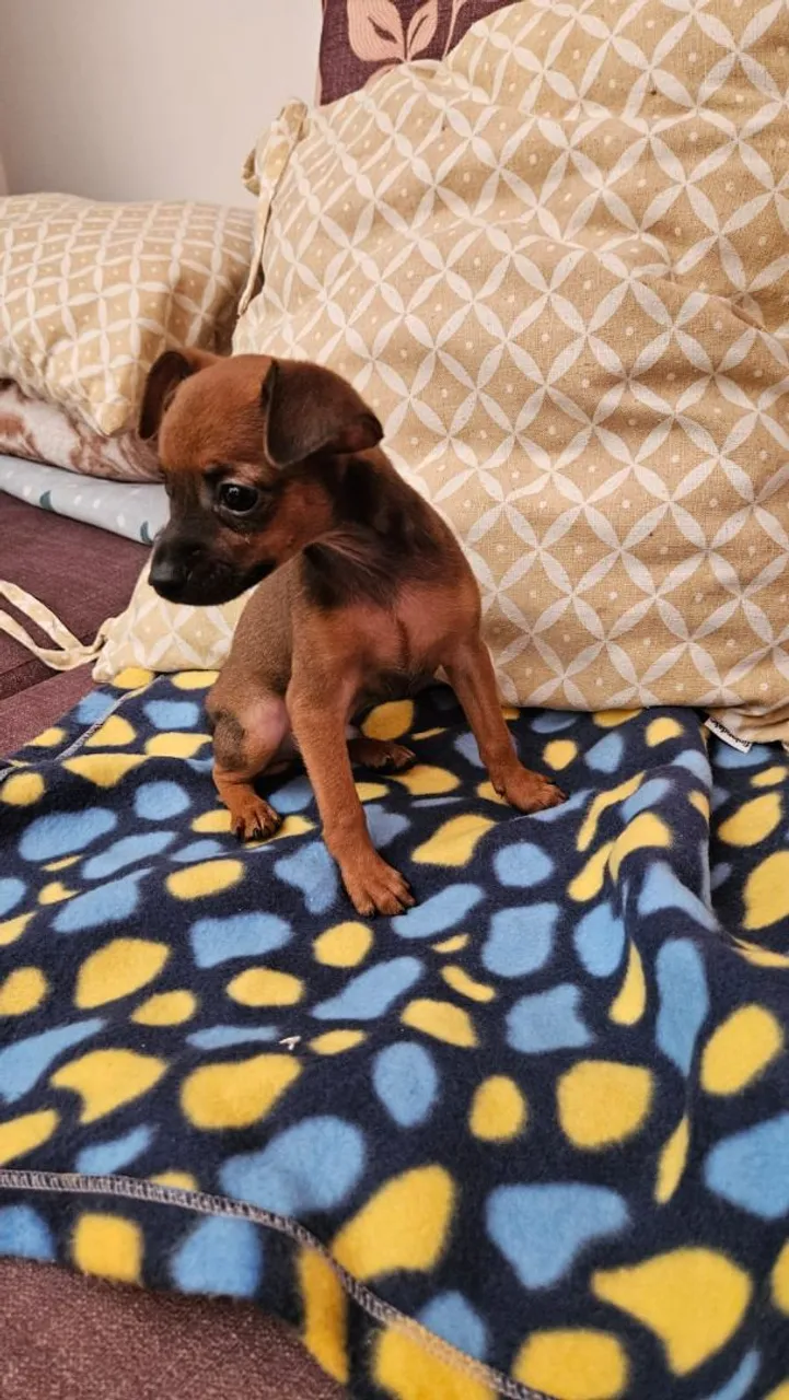 Filhote de Pinscher disponível!