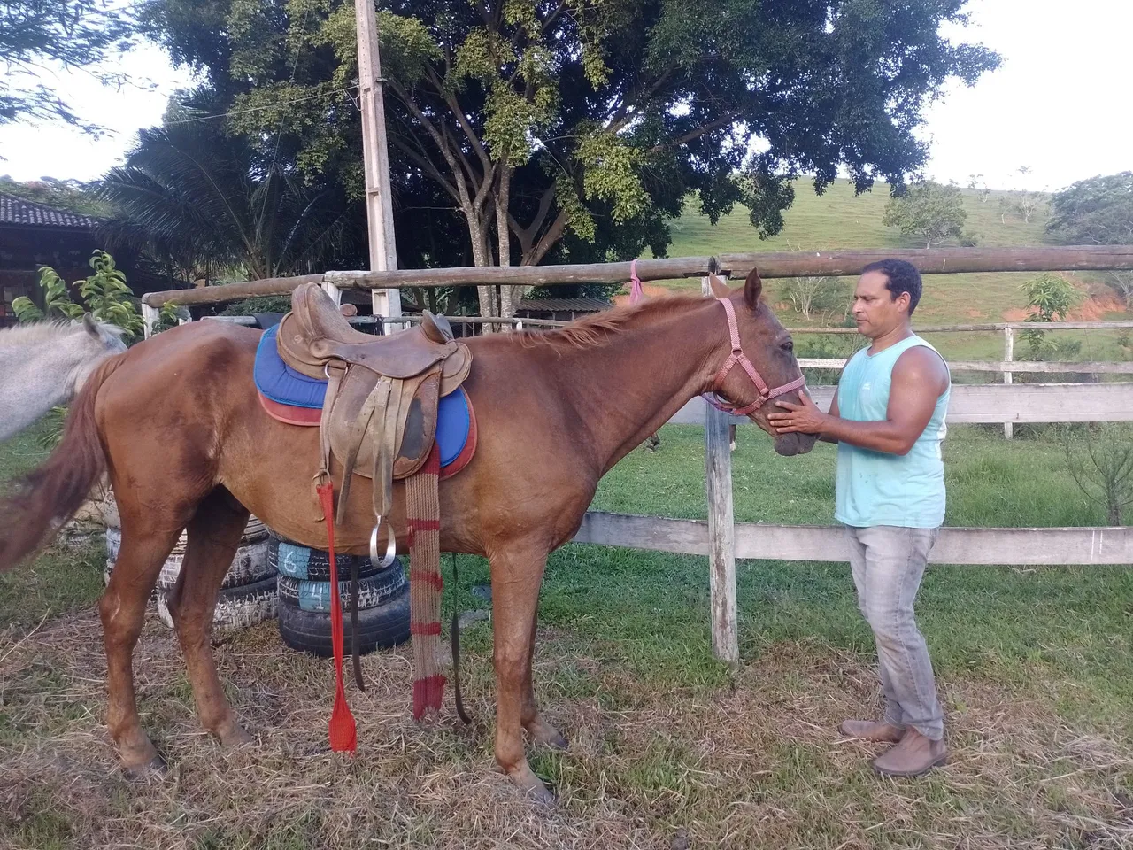 Cavalo Quarto de Milha. Aceito troca por 1 bezerro