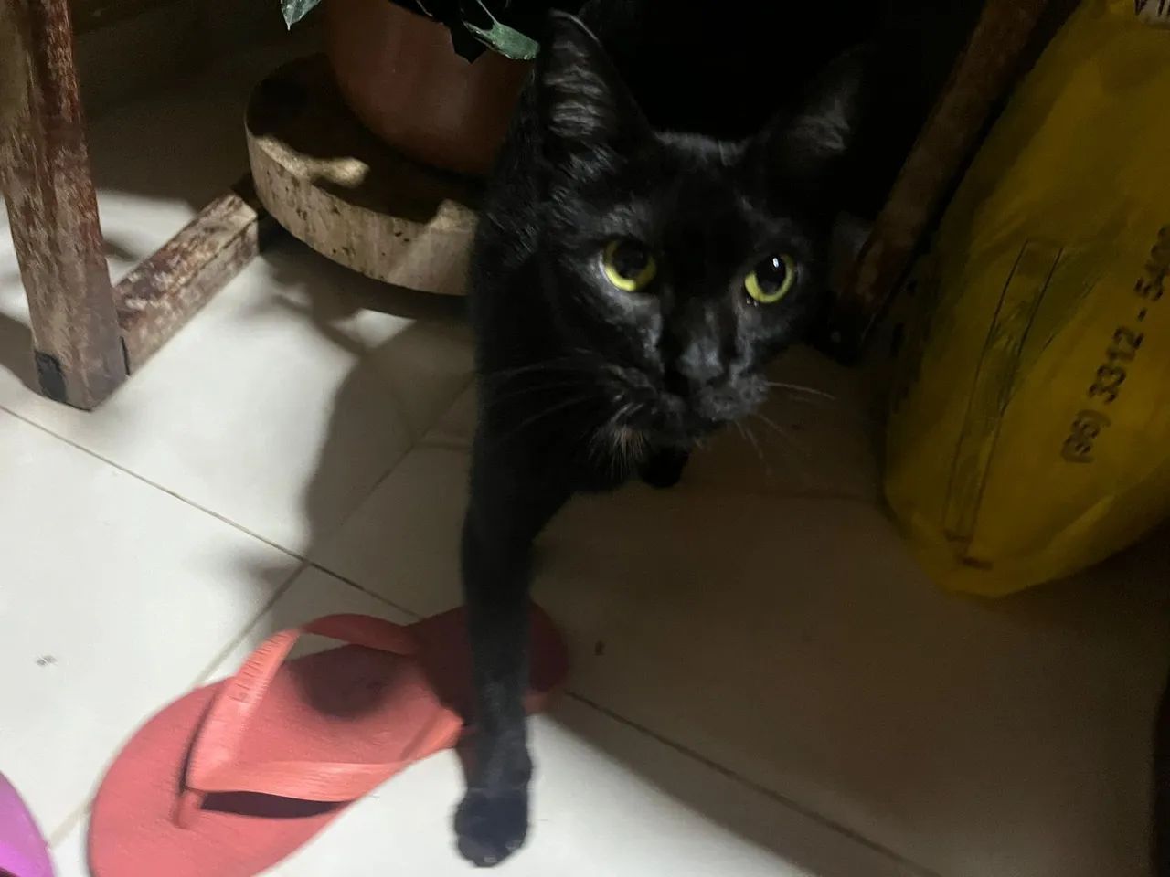 Gatinha para adoção (grávida) - Foto 2