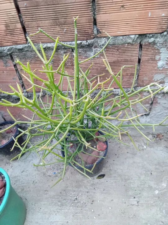 Aveloz (avelós) planta que solta seiva leitosa... - Foto 2