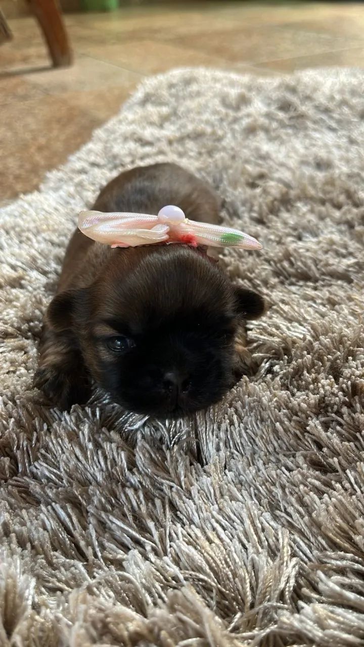 Filhotinho de shitzu disponível 3 femea s 1 machinho