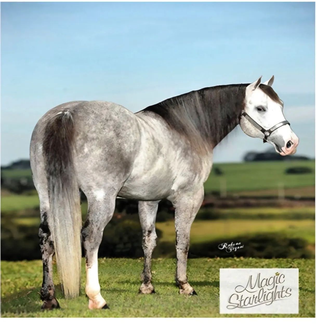 Cavalo Quarto de Milha  - BAIO - de Laço em dupla cabeça e pé - Foto 5