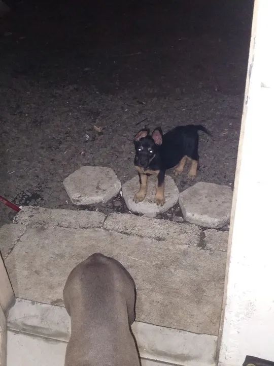 Estou vendendo cães por motivos de viagem  - Foto 5