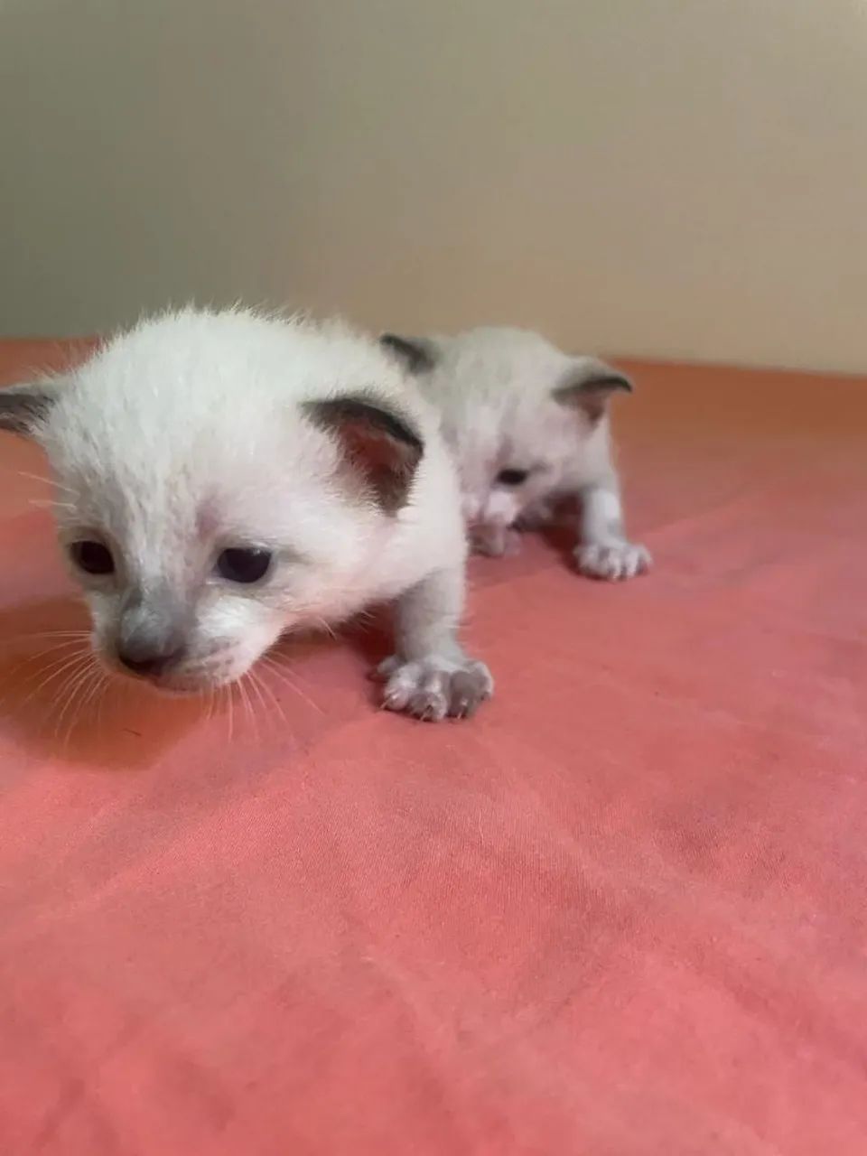 Gatinhos Siamês disponível para adoção - Foto 2
