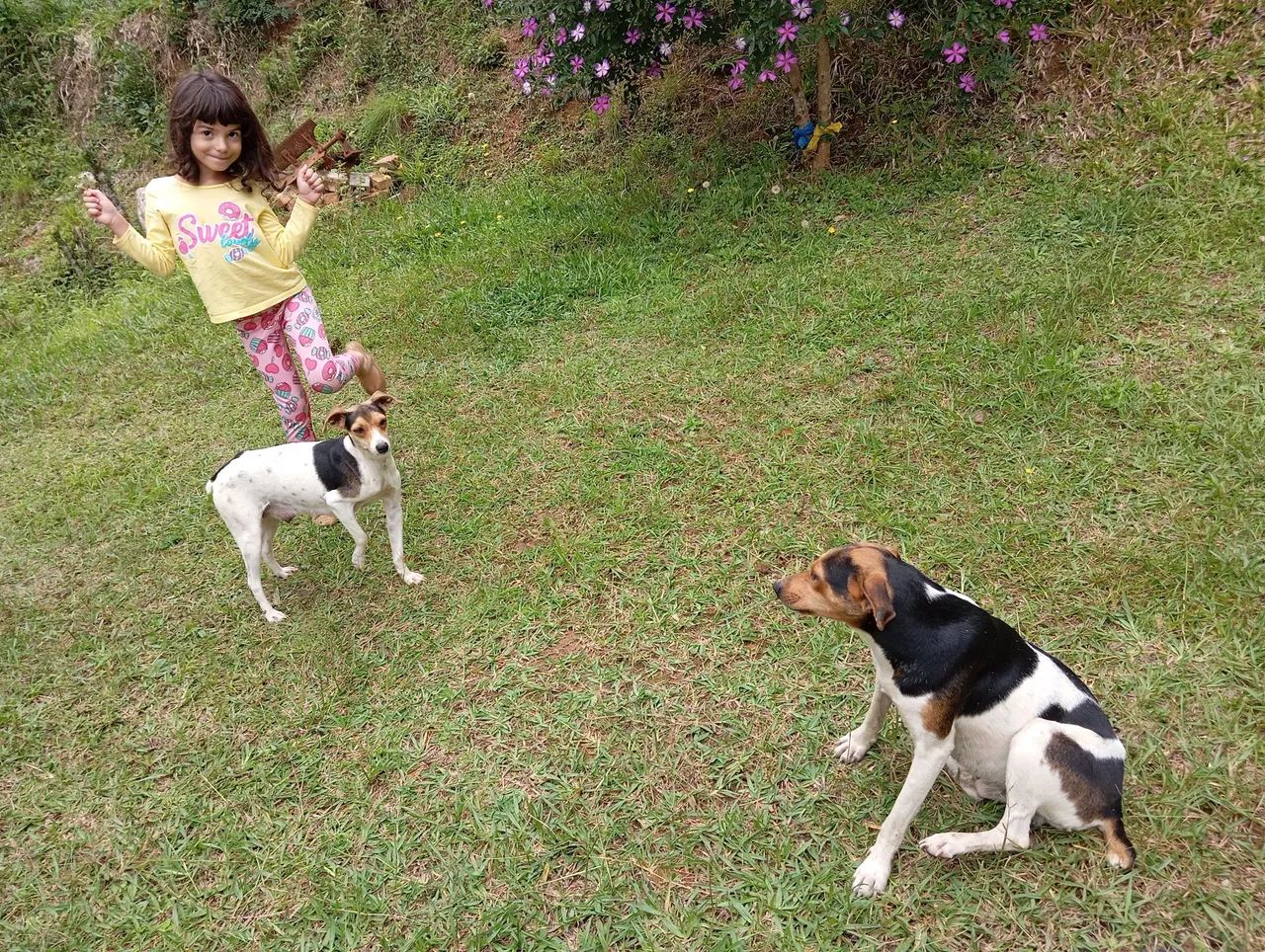 Fox Paulistinha Terrier Brasileiro  - Foto 3