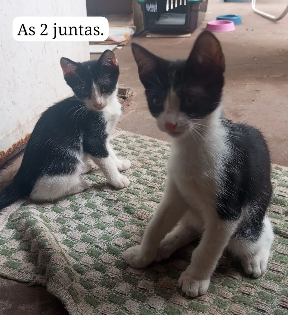 Gatas para adoção. - Foto 3