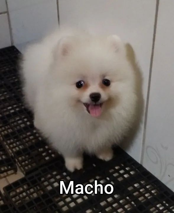 Lindos filhotes de Spitz Alemão - Foto 5