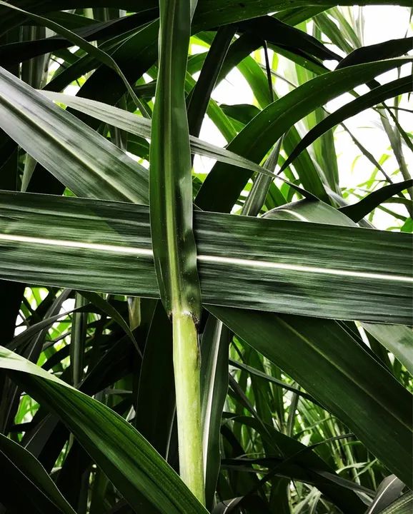 Mudas BRS CAPIAÇU  - Foto 4