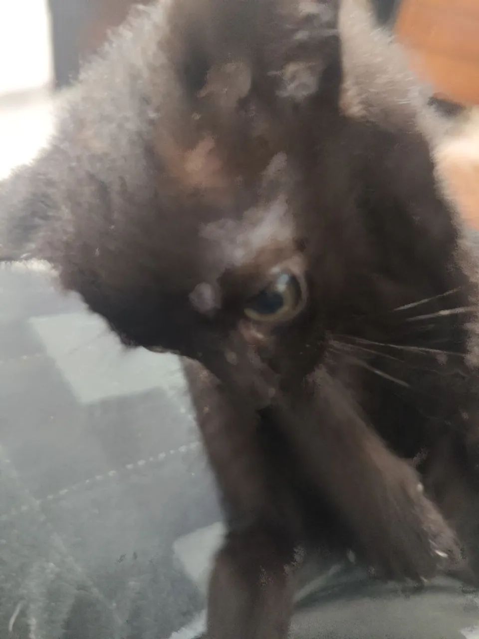 Doa-se lindos nenéns  - Foto 5