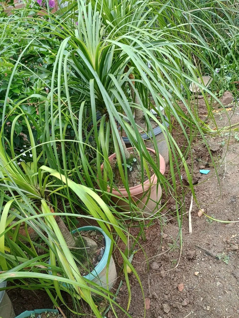Lindas plantas pata de elefante. - Foto 5
