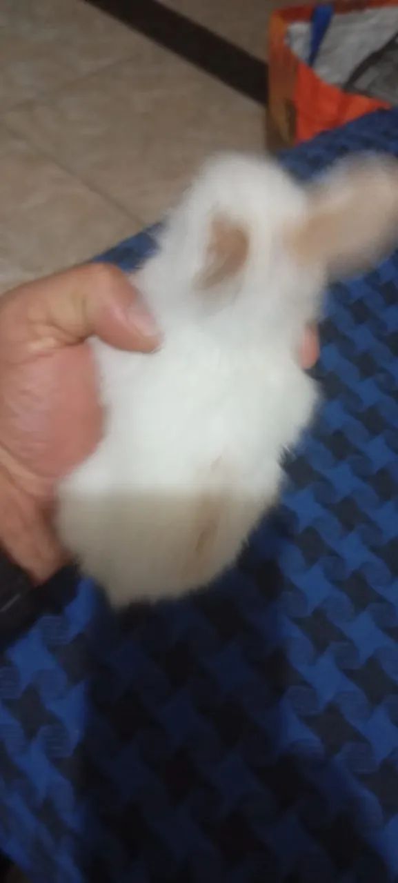 Filhotes de Coelho da Raça Mini Lion - Foto 2