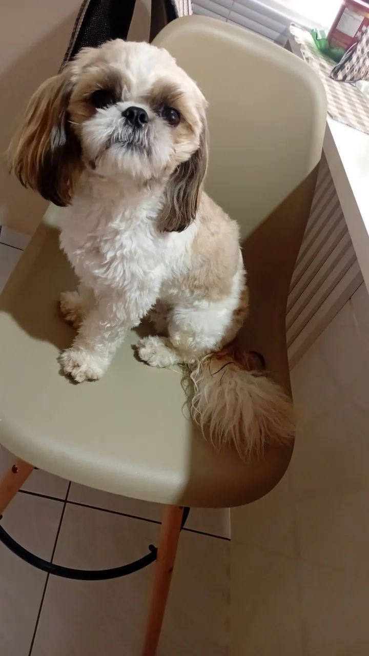 Procuro enamorada  - Foto 4