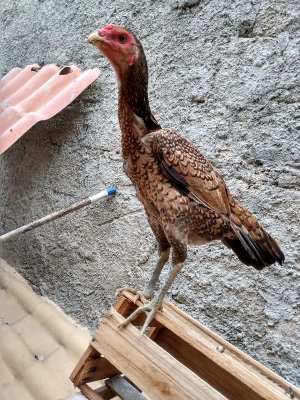 Frango Tailandes  - Foto 4