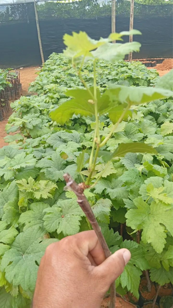 Mudas de uva