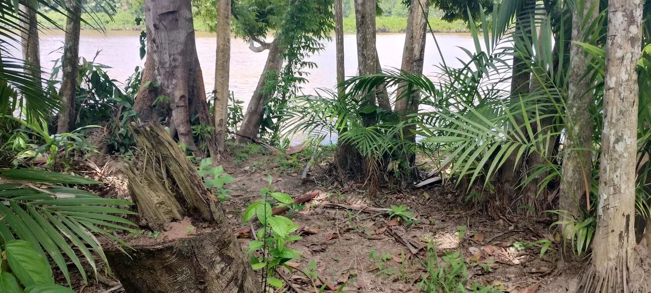 TERRENO NO MATAPÍ - Foto 2