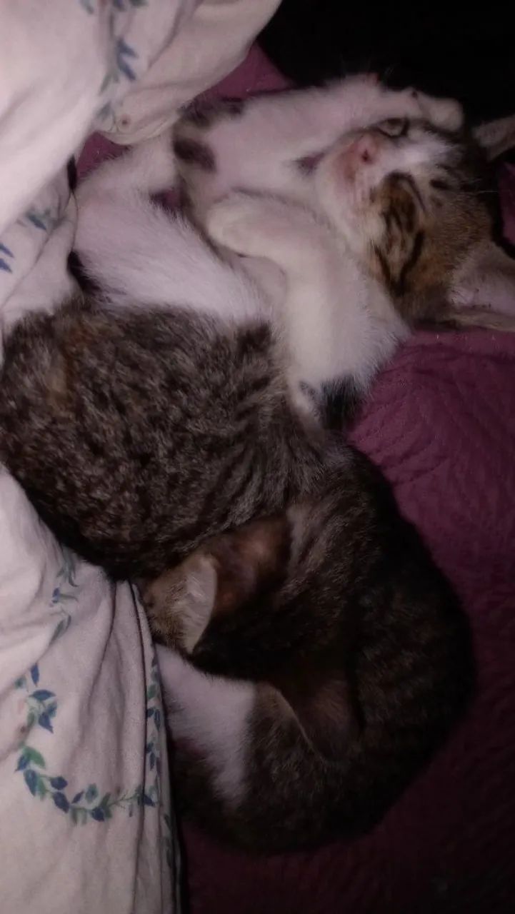 Duas gatinhas para adoção 