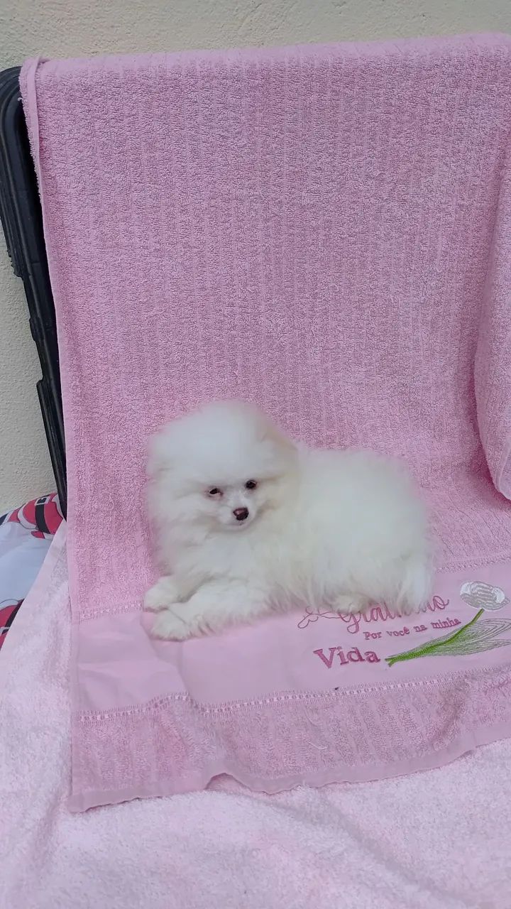 Cachorro lulu  - Foto 2