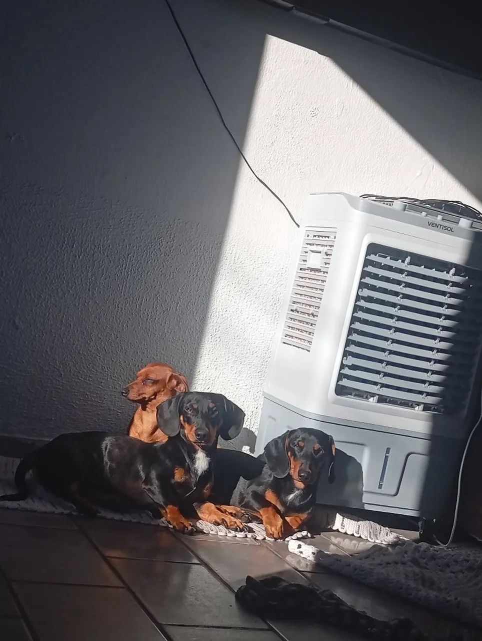dachshund