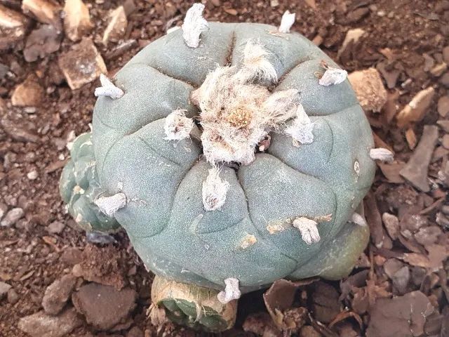 Lophophora williamsii Com 3 Brotos Pote Nº 5 - Foto 3