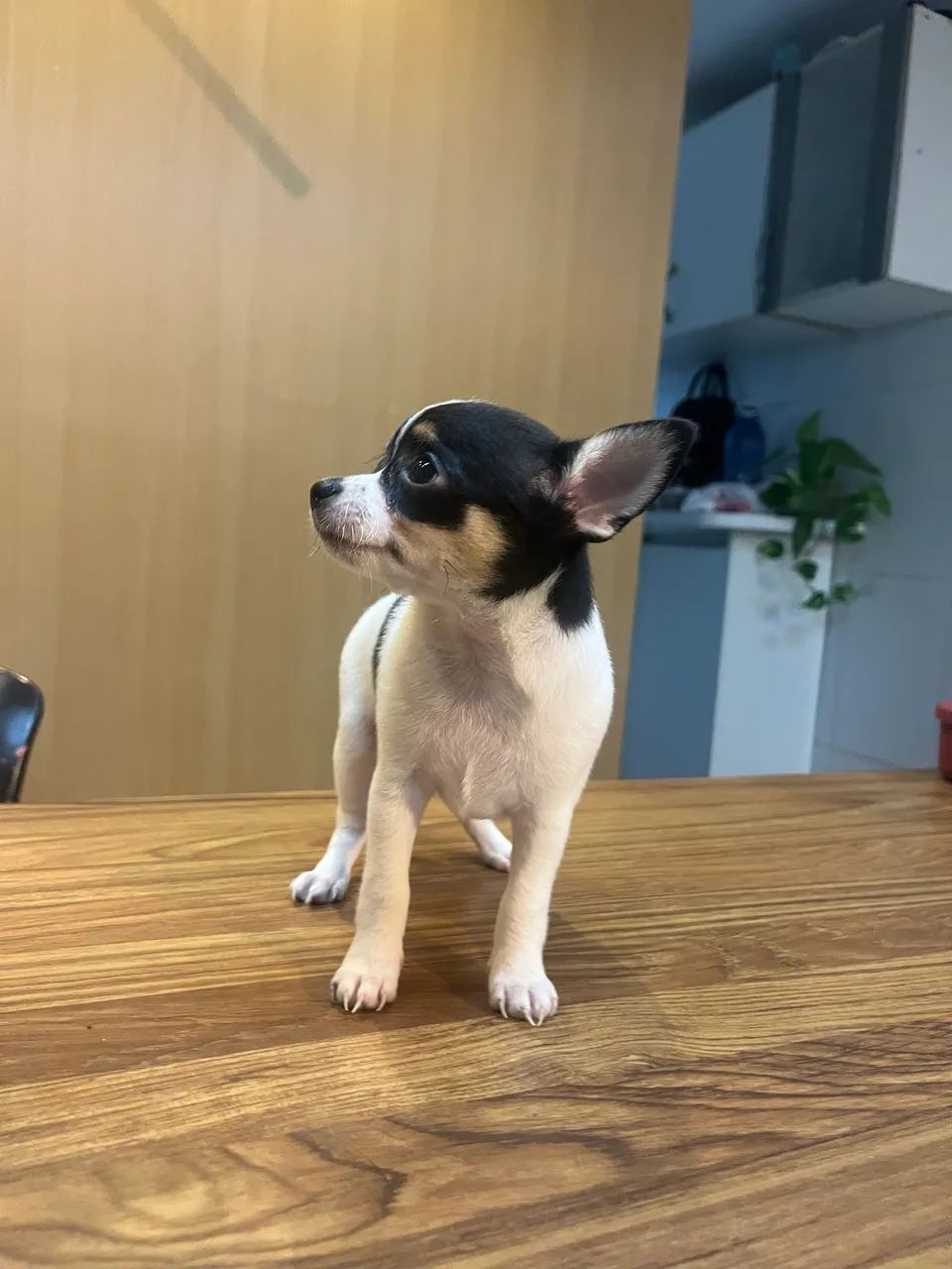 CHIHUAHUA - MACHO E FÊMEA ? - Foto 4
