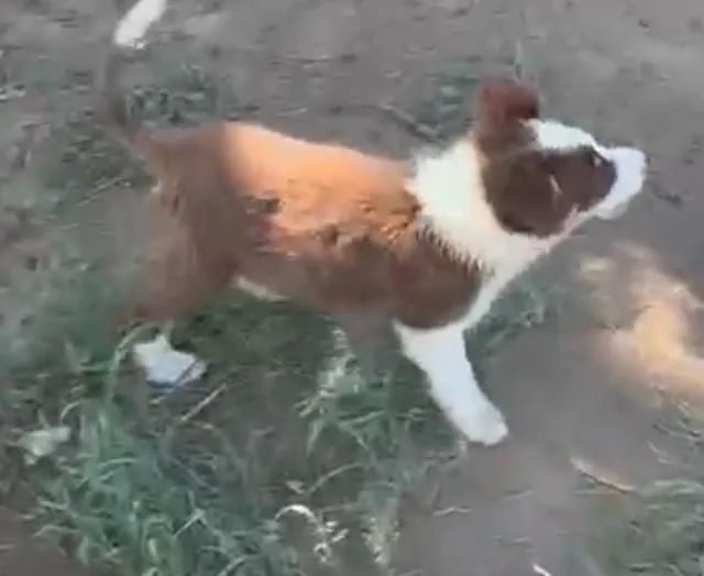 Border collie de alta qualidade
